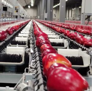 ✨ اوسر: جادوی دستهبندی میوه! ✨ آیا از دردسر سورتینگ دستی میوهها خسته شدید؟ 😩 کیفیت، سرعت و دقت را همزمان میخواهید؟ 🚀 با سورتینگهای پیشرفته اوسر، میوههای شما با نهایت دقت و ظرافت دستهبندی میشوند. دیگر نگران هدر رفت زمان و کاهش کیفیت نباشید! اوسر، انتخابی هوشمندانه برای کسبوکار شما. 🍎🍊🍋 اوسر: هر میوه در جای خود، هر بار بهتر از قبل!